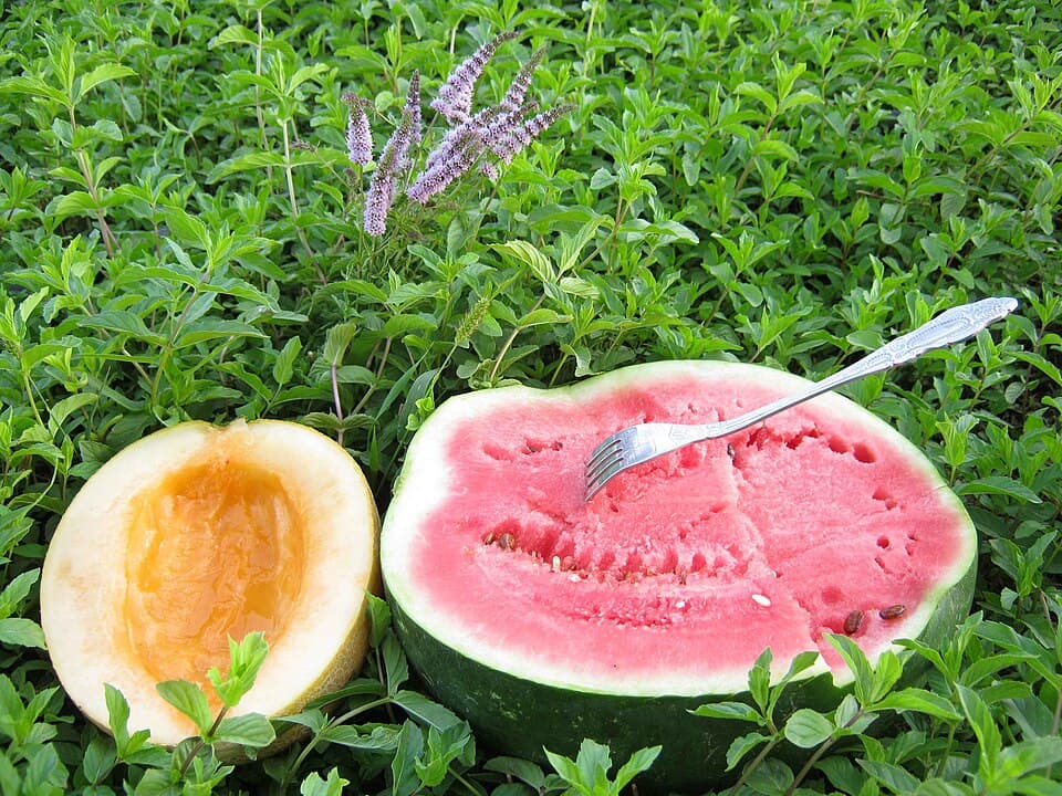 Foto de Melón y Menta